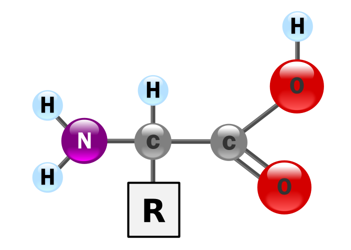 Esquema de bolas de un aminoácido
